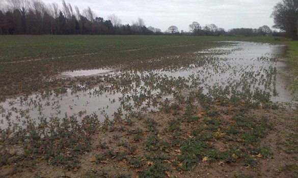 Wet field of winter OSR